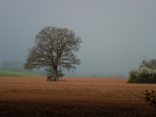 A misty view of the fields in Powderham. 