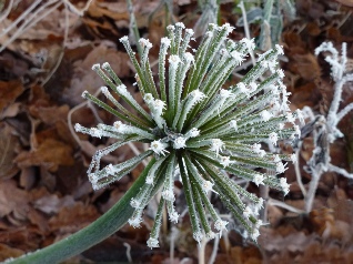 Allium plant in winter.
