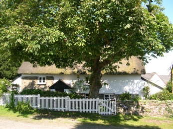 Thatched cottage in Little Torrington.
